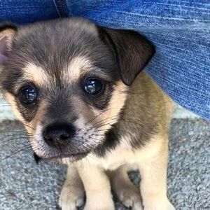 Meet your Posher, Manuel